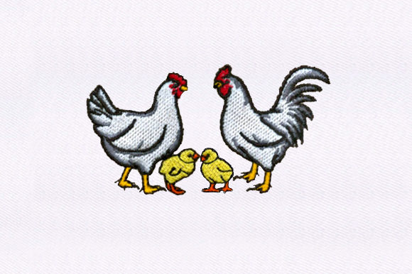 Chickens Chicks
